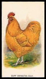 Buff Orpington Cock